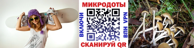 Псилоцибиновые грибы Cubensis KRAKEN как войти Городец